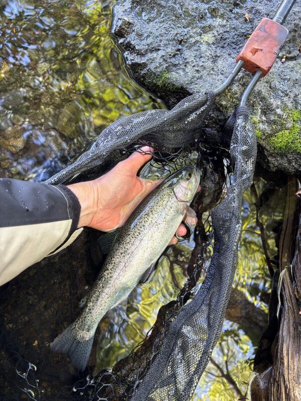 湯の湖で釣れた虹鱒